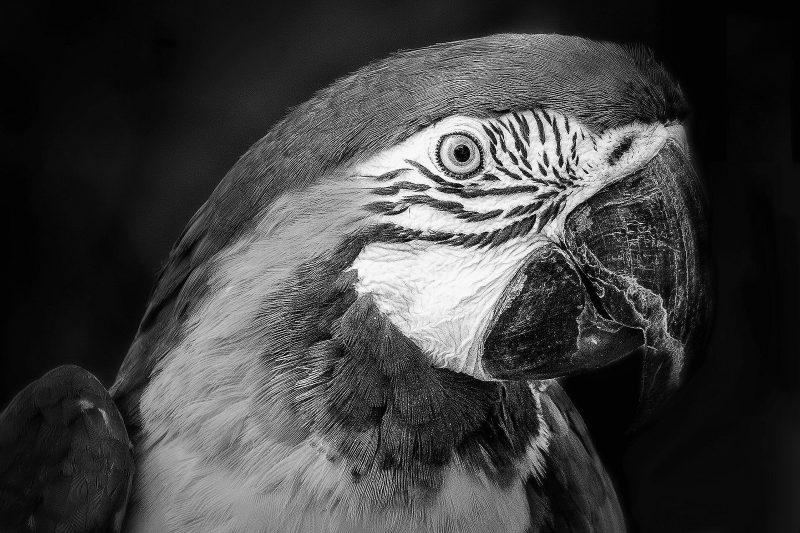 Black and white close up photo of an ara parrot.
