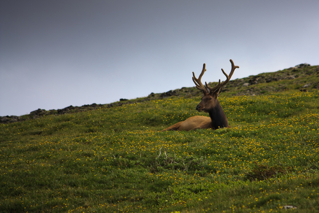 A deer laying in the grass on what looks like a hill top. The weather is nice.