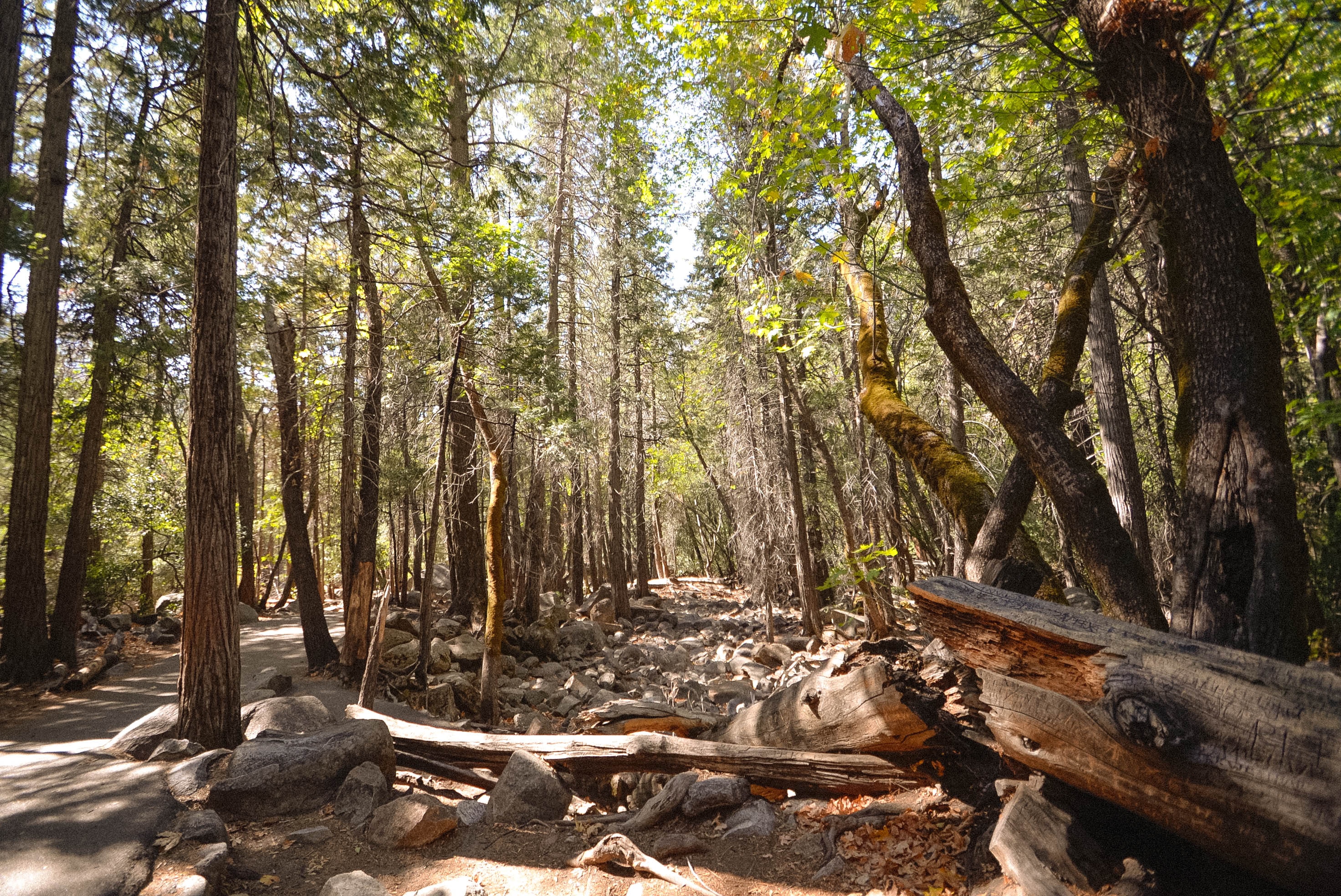 Picture of a leaf forest in daytime with fallen trees on the ground in the sunshine.