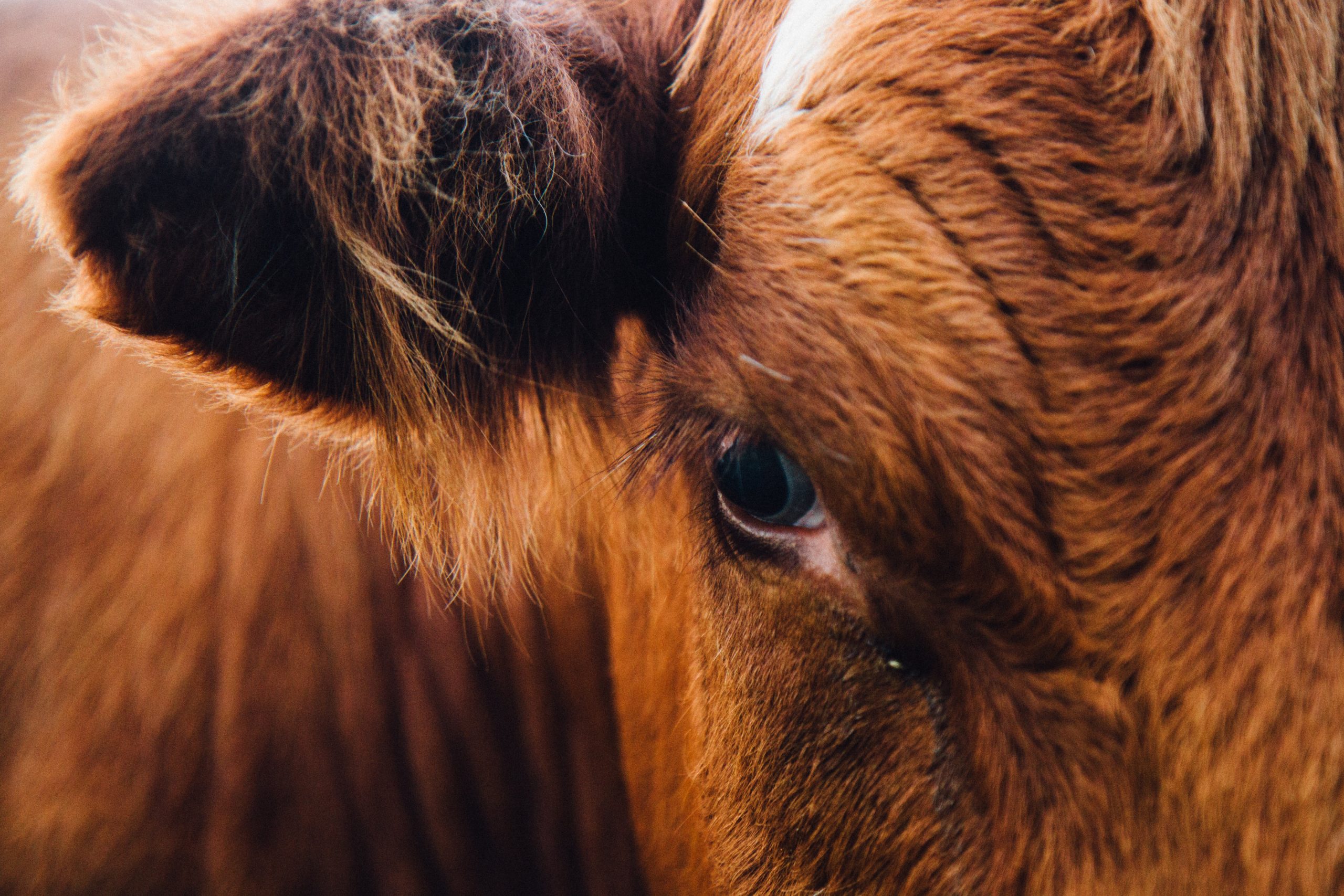 Close up image of half a brown cows face.